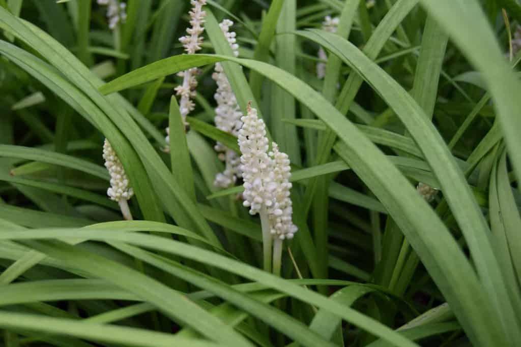Liriope muscari 'Monroe White' ---